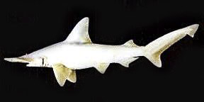 Sphyrna tudes_03.jpg